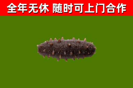 和静县回收海参干